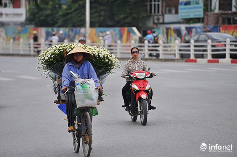 Thanh tao mùa cúc họa mi - ảnh 6