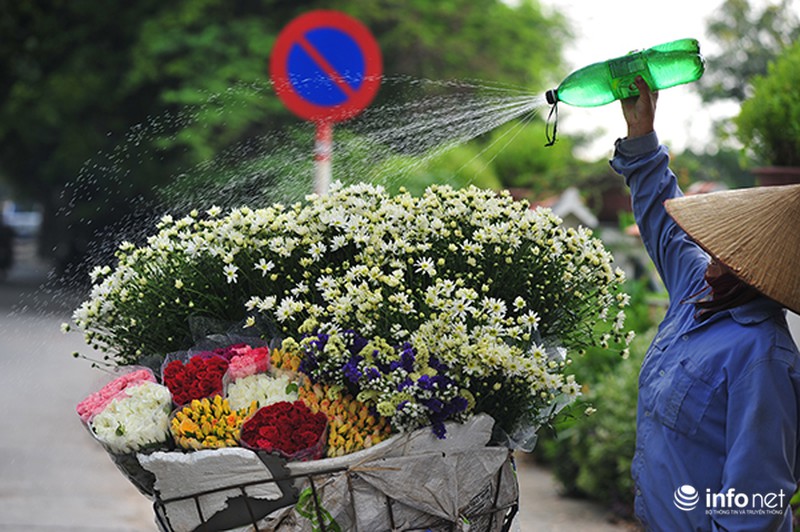 Thanh tao mùa cúc họa mi - ảnh 8