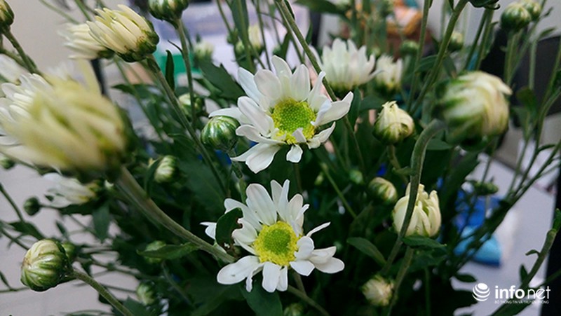 Thanh tao mùa cúc họa mi - ảnh 9