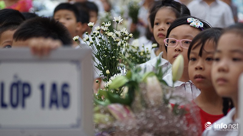 Thanh tao mùa cúc họa mi - ảnh 10