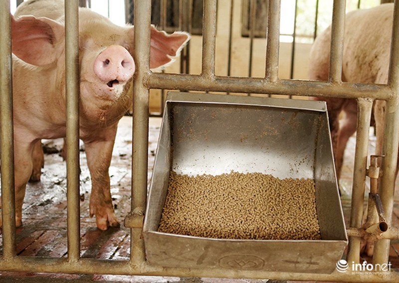 Yên Bái: Tập trung chăn nuôi đại gia súc theo hướng an toàn, bền vững - ảnh 1