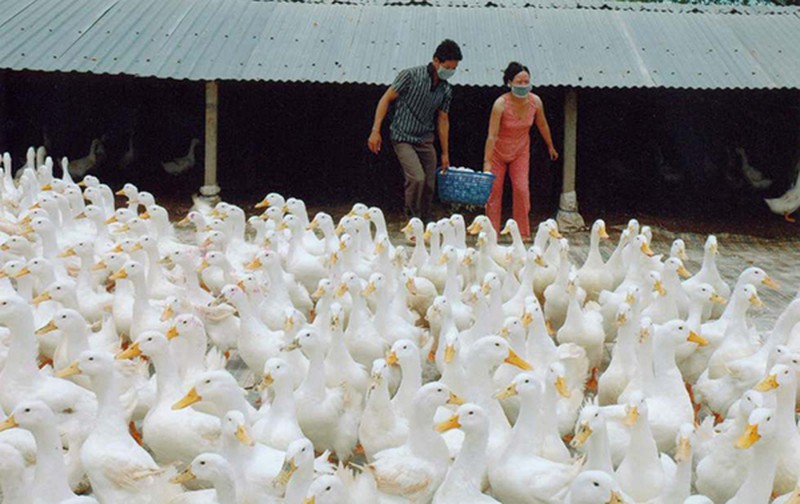 Chuyện ông vua chăn vịt ở vùng quê Cà Mau - ảnh 1