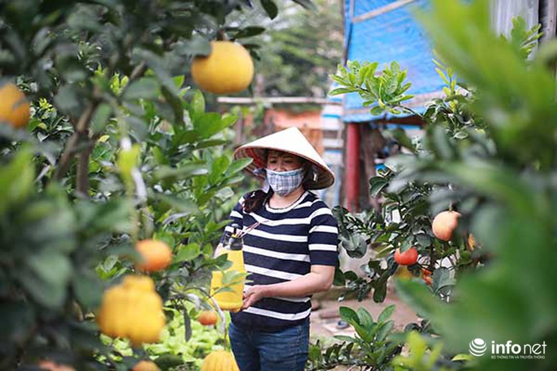 Kiếm tiền tỷ dịp Tết nhờ trồng cây ngũ quả - ảnh 2