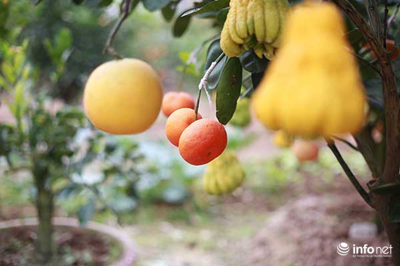 Kiếm tiền tỷ dịp Tết nhờ trồng cây ngũ quả - ảnh 3