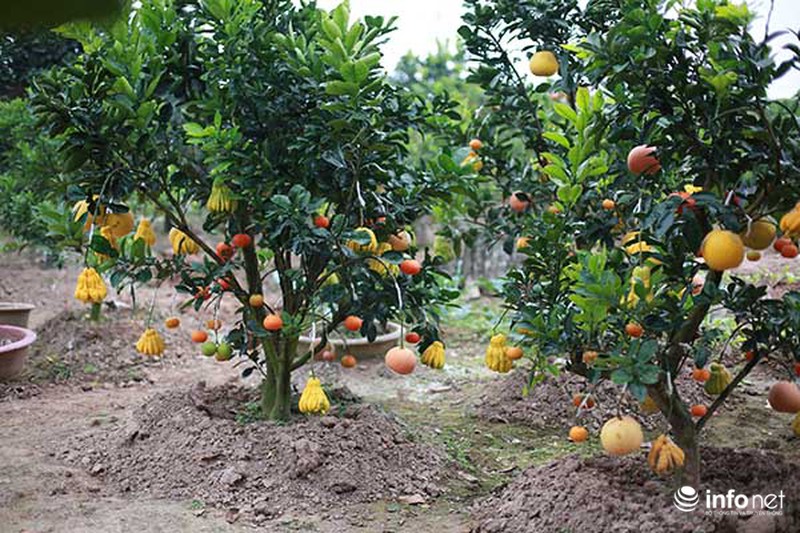 Kiếm tiền tỷ dịp Tết nhờ trồng cây ngũ quả - ảnh 4