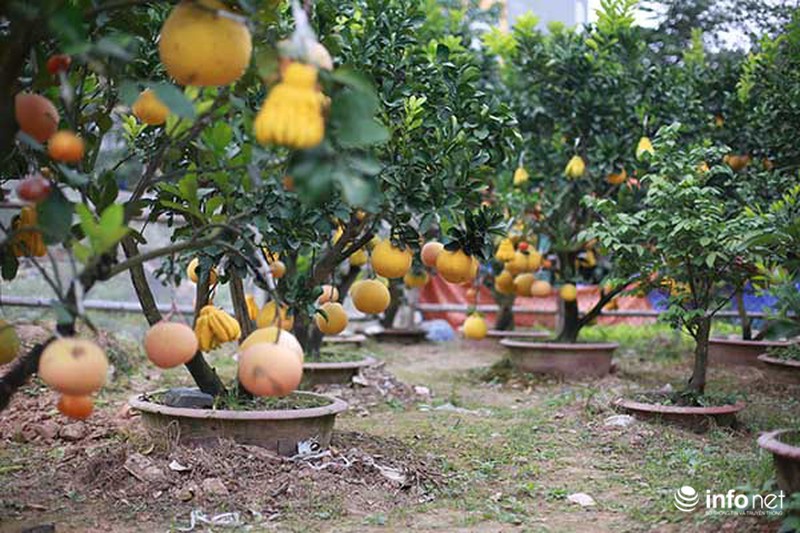 Kiếm tiền tỷ dịp Tết nhờ trồng cây ngũ quả - ảnh 5