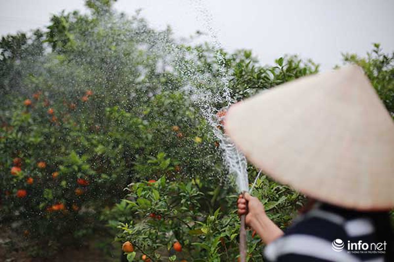 Kiếm tiền tỷ dịp Tết nhờ trồng cây ngũ quả - ảnh 6