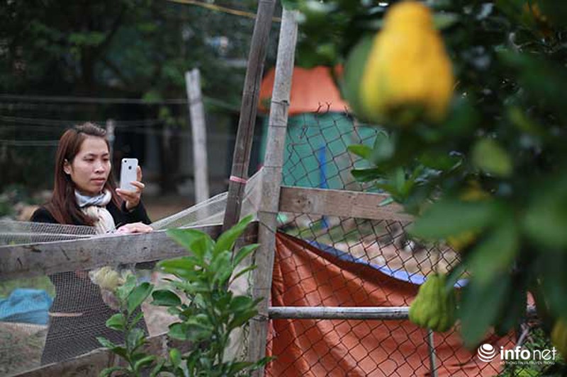 Kiếm tiền tỷ dịp Tết nhờ trồng cây ngũ quả - ảnh 7