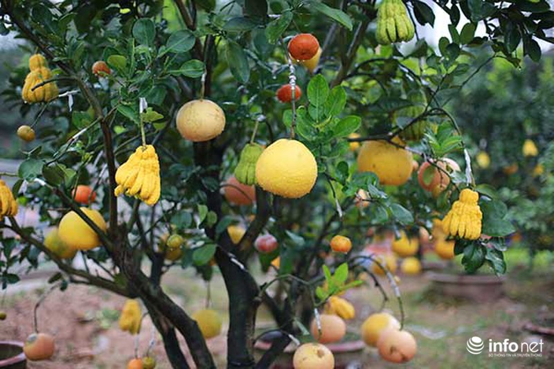 Kiếm tiền tỷ dịp Tết nhờ trồng cây ngũ quả - ảnh 8
