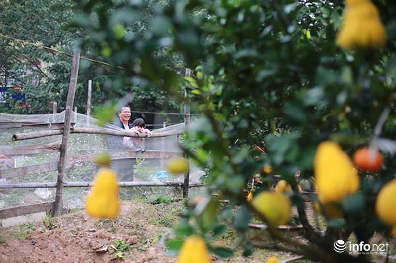 Kiếm tiền tỷ dịp Tết nhờ trồng cây ngũ quả - ảnh 9