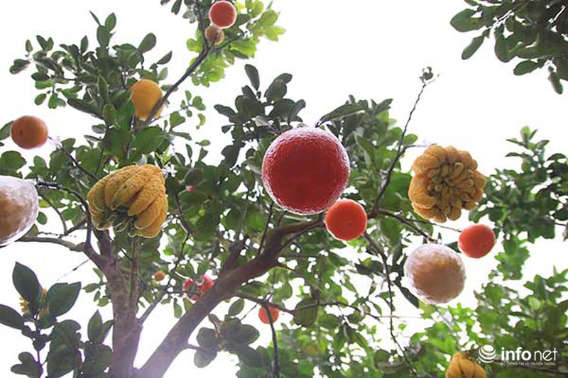 Kiếm tiền tỷ dịp Tết nhờ trồng cây ngũ quả - ảnh 10