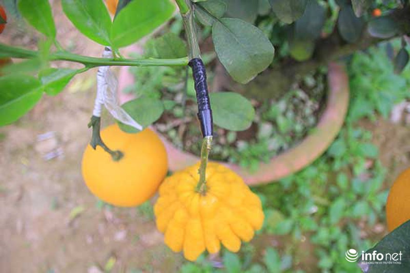 Kiếm tiền tỷ dịp Tết nhờ trồng cây ngũ quả - ảnh 11