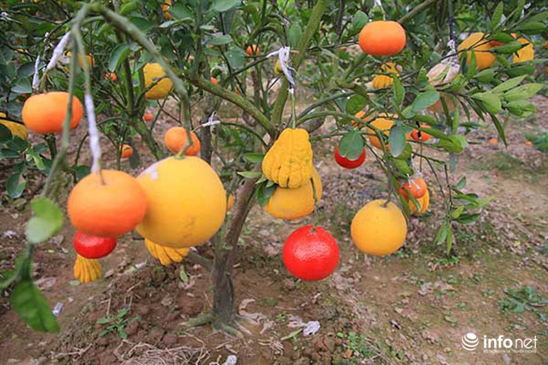 Kiếm tiền tỷ dịp Tết nhờ trồng cây ngũ quả - ảnh 12