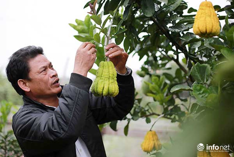 Kiếm tiền tỷ dịp Tết nhờ trồng cây ngũ quả - ảnh 1