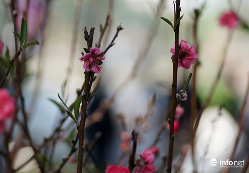 Ngày cuối năm rực nắng ở Hà Nội - ảnh 6