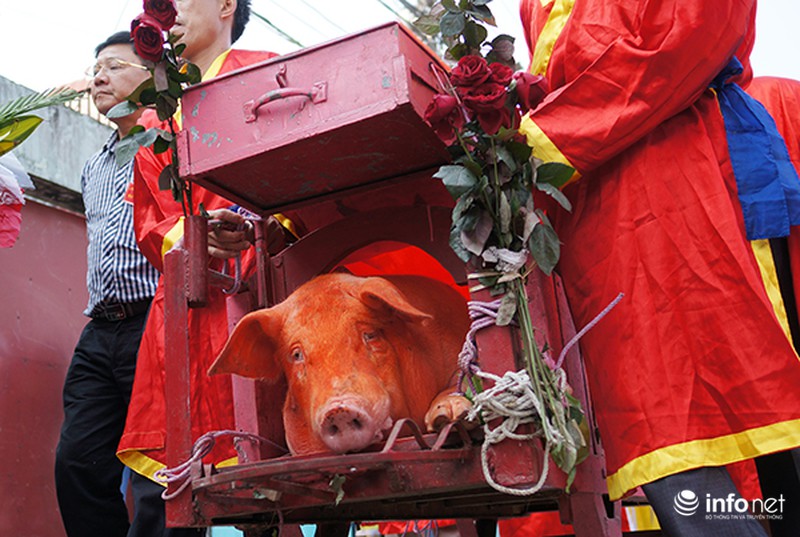 Chém lợn Ném Thượng: Giảm bạo lực nhưng vẫn thiếu tính nhân văn - ảnh 4