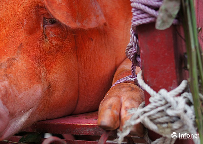 Chém lợn Ném Thượng: Giảm bạo lực nhưng vẫn thiếu tính nhân văn - ảnh 5