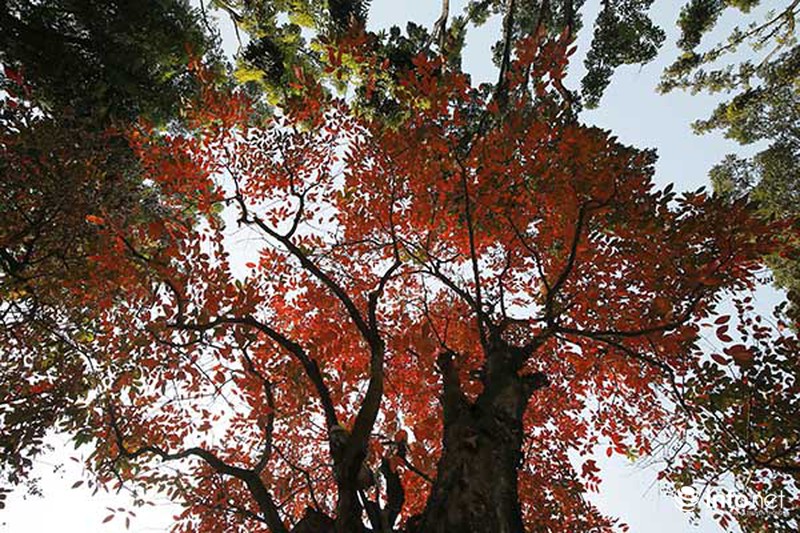 Hà Nội đẹp nao lòng trong dịp Lễ Tình yêu - ảnh 3