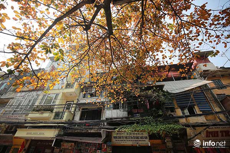 Hà Nội đẹp nao lòng trong dịp Lễ Tình yêu - ảnh 8