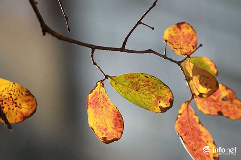 Hà Nội đẹp nao lòng trong dịp Lễ Tình yêu - ảnh 10