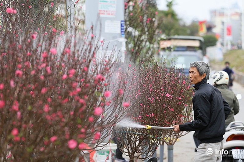 Hoa đào vẫn đẹp sau Tết - ảnh 1