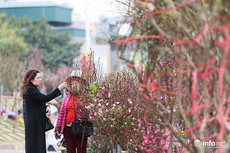 Hoa đào vẫn đẹp sau Tết - ảnh 2