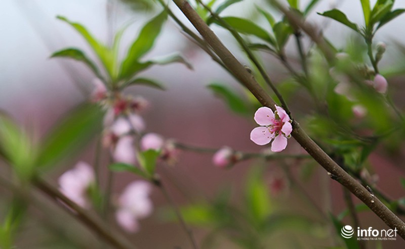 Hoa đào vẫn đẹp sau Tết - ảnh 3