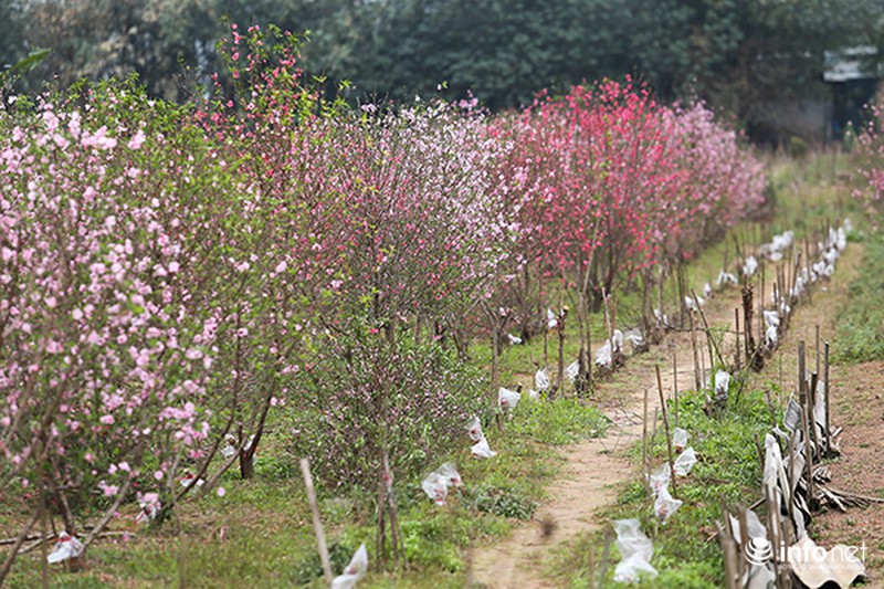 Hoa đào vẫn đẹp sau Tết - ảnh 4