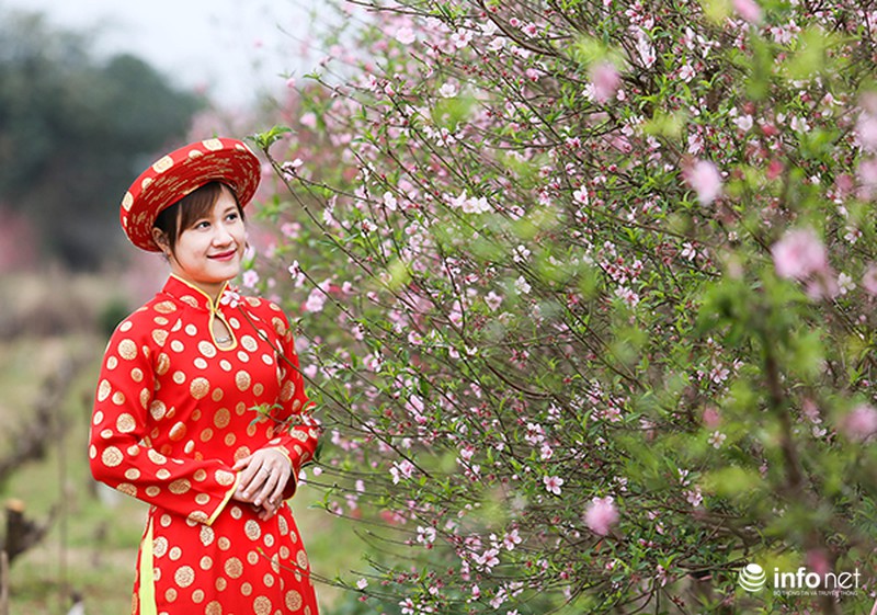 Hoa đào vẫn đẹp sau Tết - ảnh 5