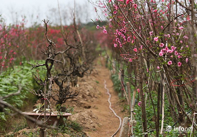 Hoa đào vẫn đẹp sau Tết - ảnh 7