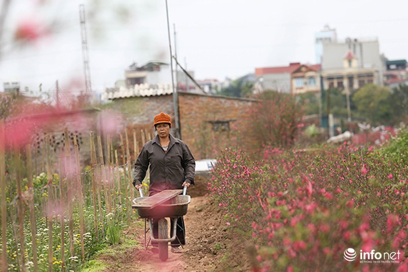 Hoa đào vẫn đẹp sau Tết - ảnh 8