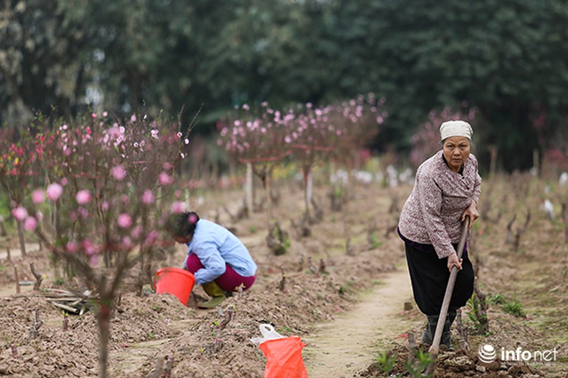 Hoa đào vẫn đẹp sau Tết - ảnh 10