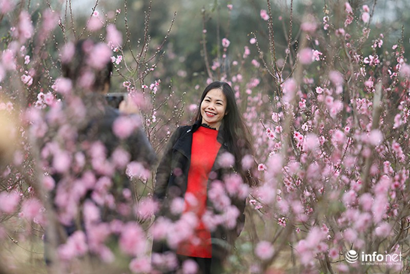 Hoa đào vẫn đẹp sau Tết - ảnh 11