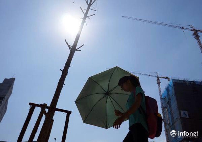 Đi nước ngoài học cắt tỉa, trồng cây: Người ta sẽ coi thường người Việt Nam? - ảnh 1