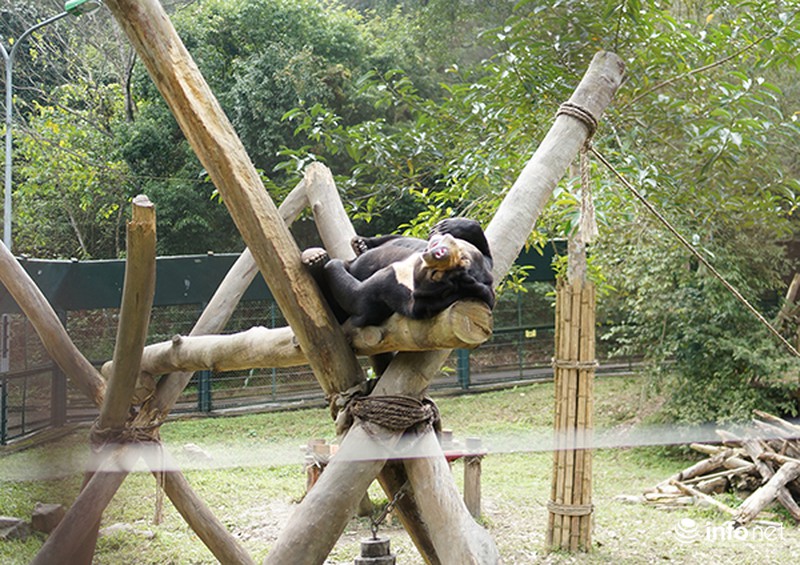 Trẻ em tìm hiểu cách bảo vệ gấu qua các trò chơi - ảnh 4