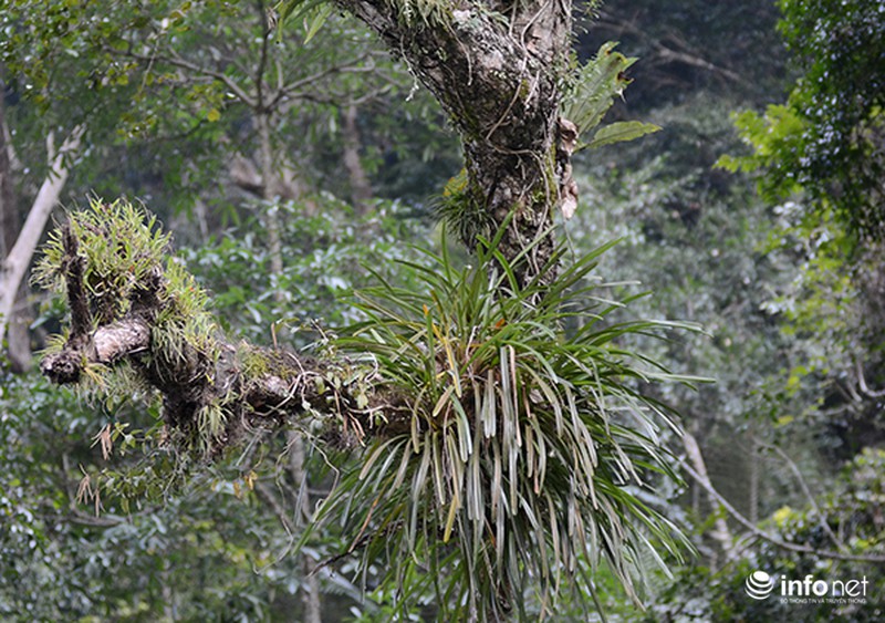 Vẻ đẹp nguyên thủy của hồ Ba Bể - ảnh 7
