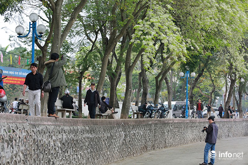 Những chú sóc thành phố thích thú với hoa sưa - ảnh 1