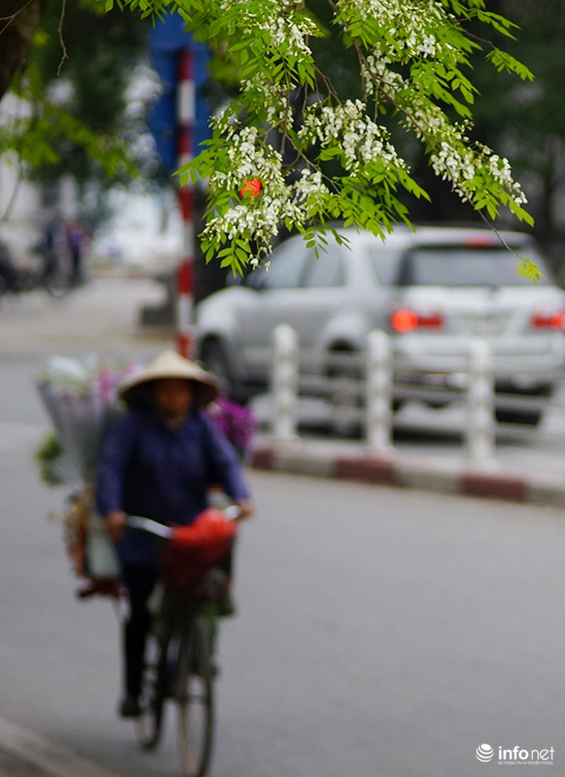 Những chú sóc thành phố thích thú với hoa sưa - ảnh 3
