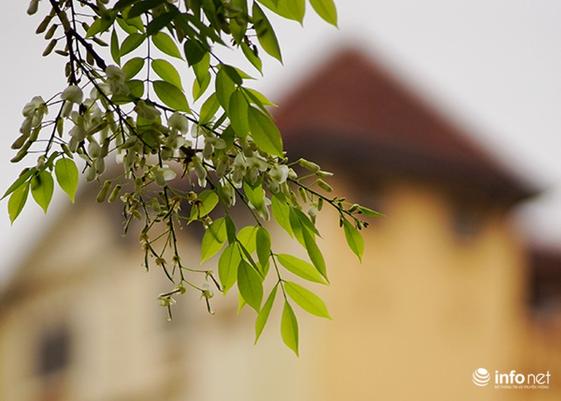 Những chú sóc thành phố thích thú với hoa sưa - ảnh 8