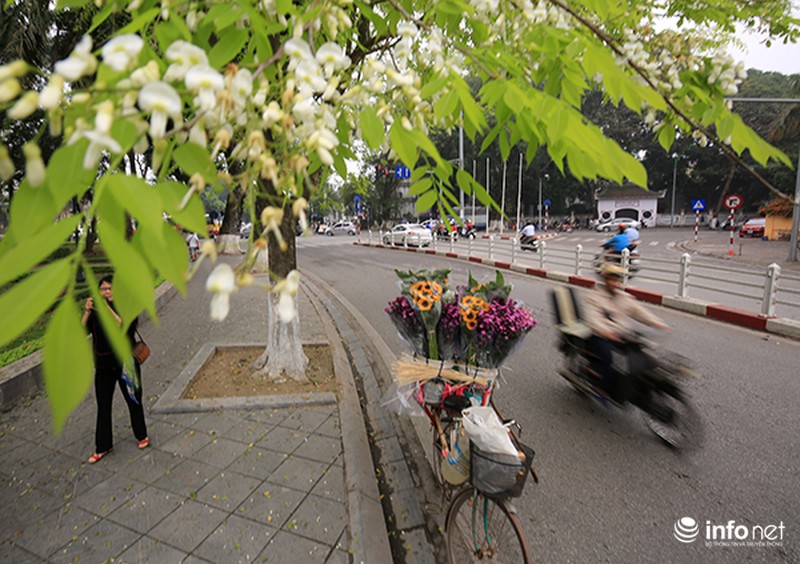 Những chú sóc thành phố thích thú với hoa sưa - ảnh 10