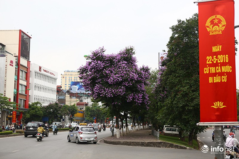 Ngắm sắc hoa bằng lăng tím trời Hà Nội - ảnh 1