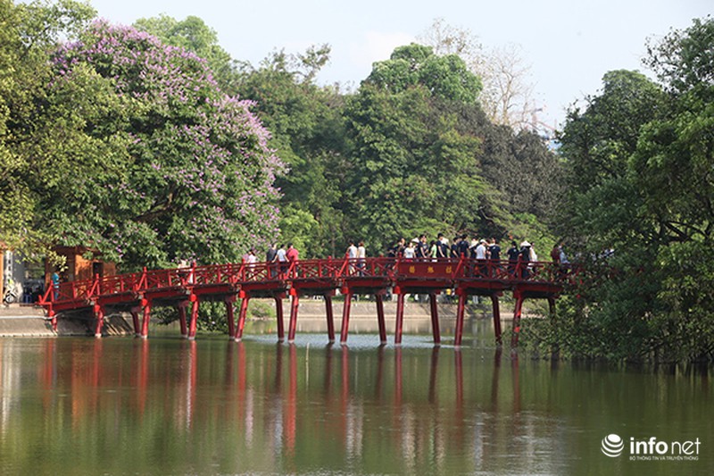 Ngắm sắc hoa bằng lăng tím trời Hà Nội - ảnh 3