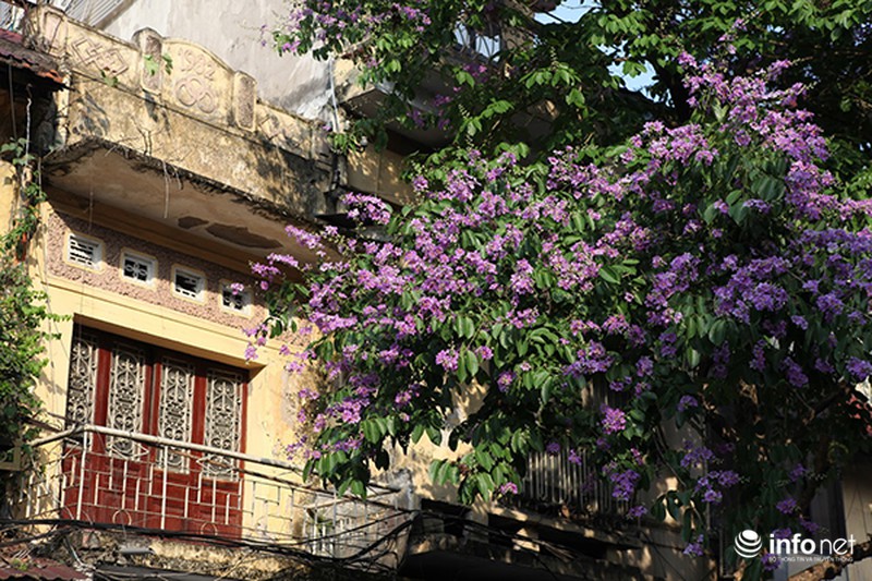 Ngắm sắc hoa bằng lăng tím trời Hà Nội - ảnh 4