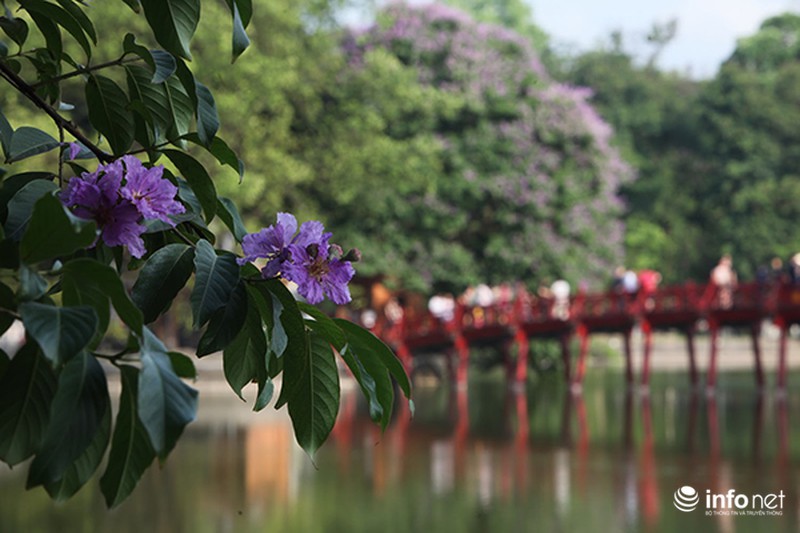 Ngắm sắc hoa bằng lăng tím trời Hà Nội - ảnh 5