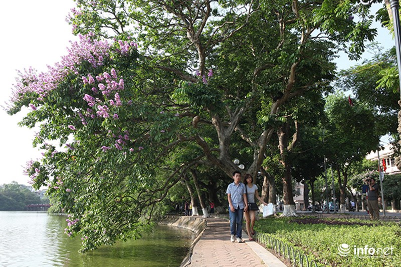 Ngắm sắc hoa bằng lăng tím trời Hà Nội - ảnh 6