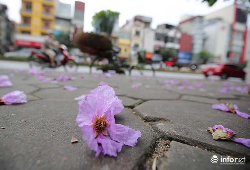 Ngắm sắc hoa bằng lăng tím trời Hà Nội - ảnh 7
