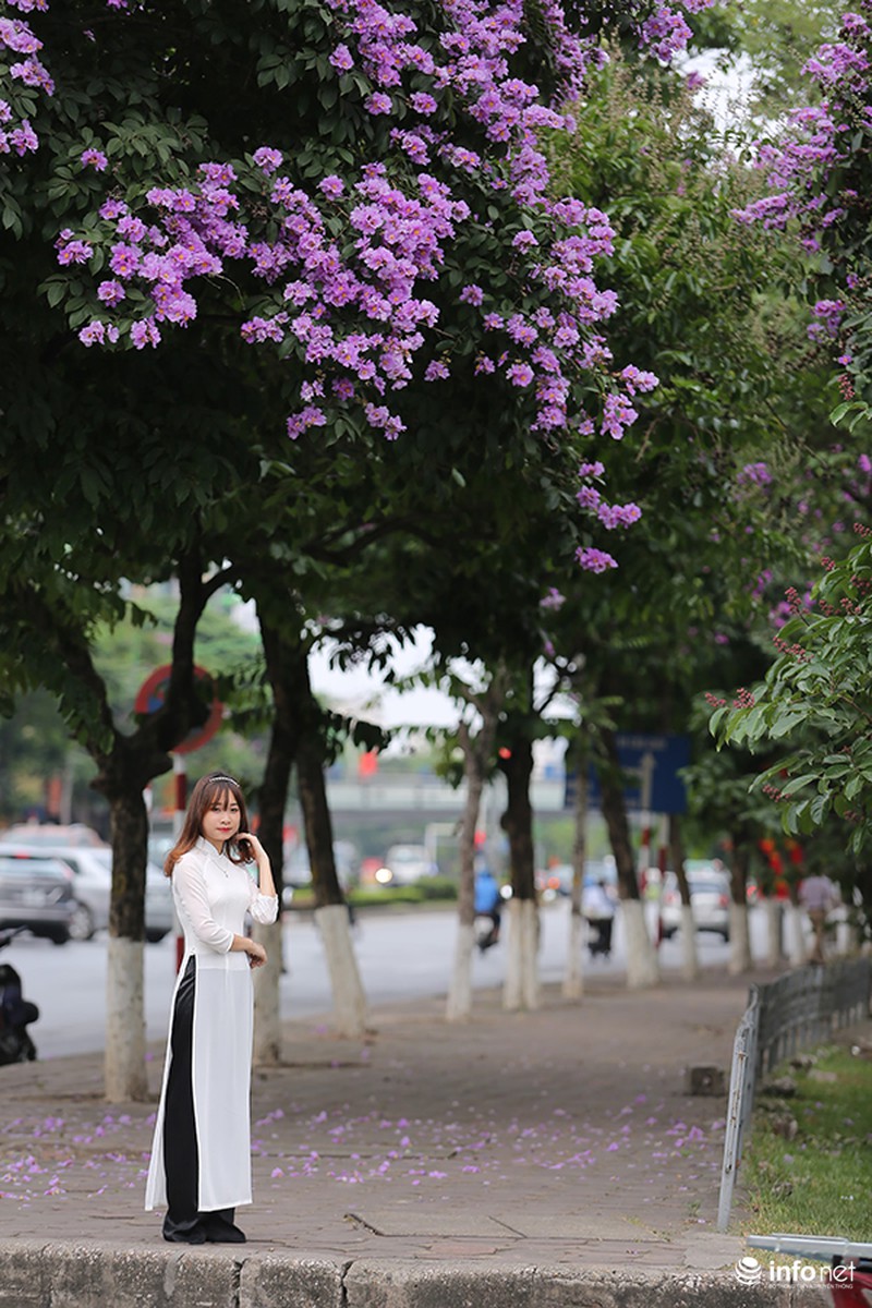 Ngắm sắc hoa bằng lăng tím trời Hà Nội - ảnh 9