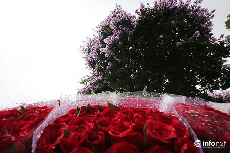 Ngắm sắc hoa bằng lăng tím trời Hà Nội - ảnh 10