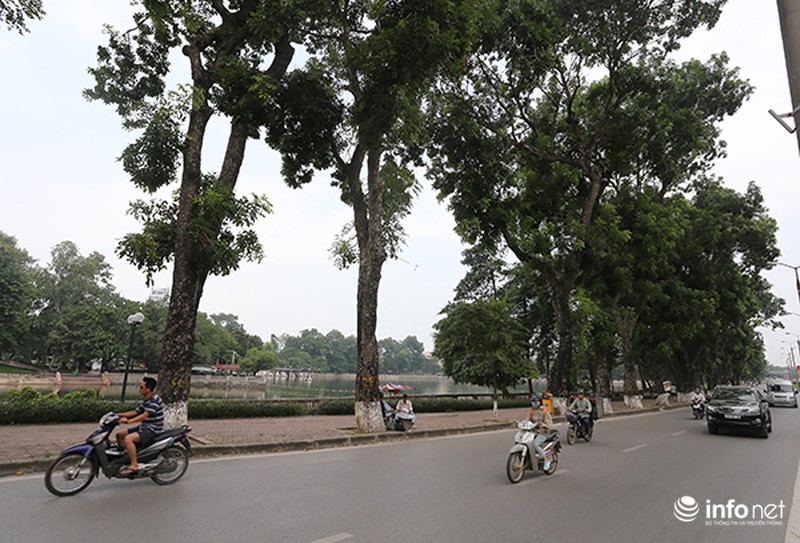 Hàng cây cổ thụ đường Kim Mã trước ngày di dời - ảnh 1