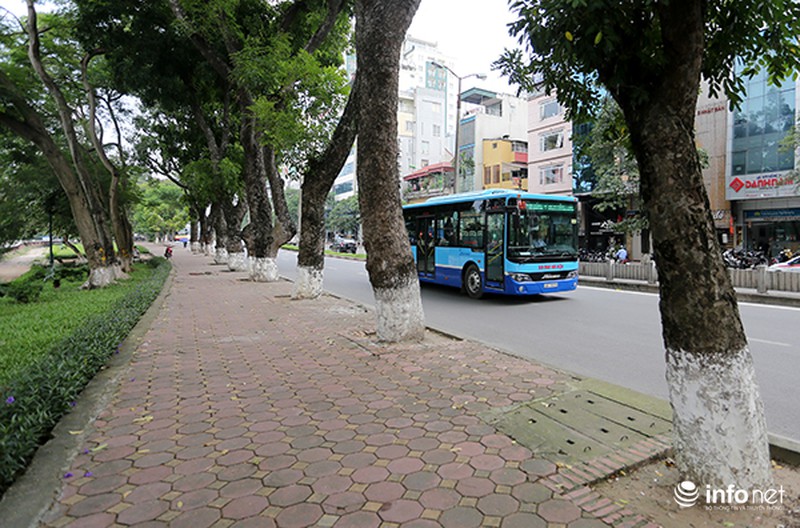 Hàng cây cổ thụ đường Kim Mã trước ngày di dời - ảnh 5